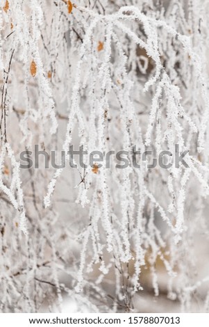 Winter frosty branches. Beautiful tree branches with hoarfrost and snow. Amazing winter background. Fancy tree branches in hoarfrost as a background.