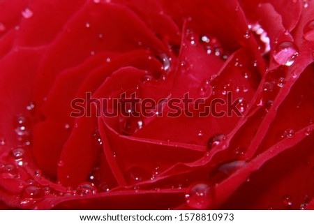 Macro Close up of a red rose with water droplets.