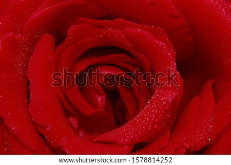Macro Close up of a red rose with water droplets.