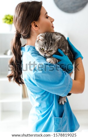 young veterinarian holding tabby scottish straight cat on hands