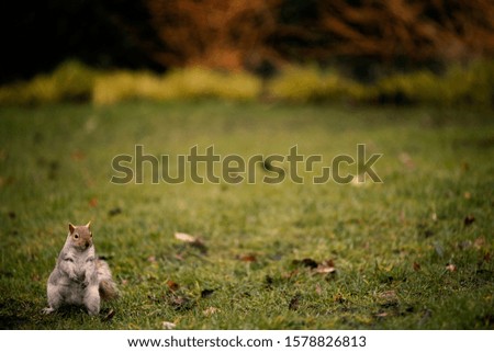 british squirrel looking directly background is blur grass and bushes