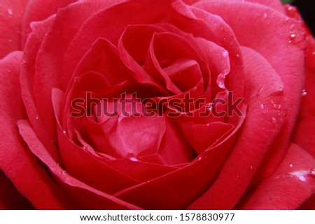 close up Macro Shot of a Red Rose flower.