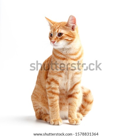 Cute red cat on a white background