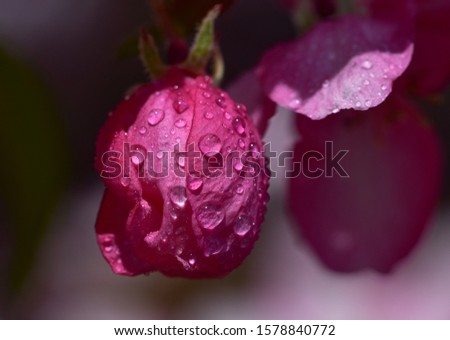 Macro photo of a pink bud of an apple tree with dew drops