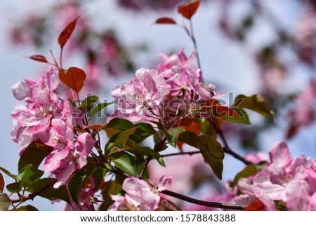 Tender pink blossoming branches of a spring apple tree against the sky