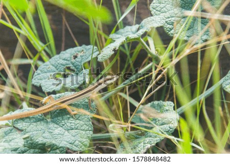 this is a photo of a grass lizard