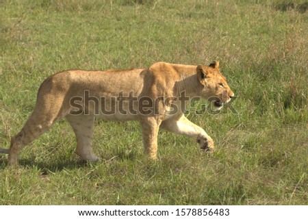 Lioness Walking Slowly on Grassland