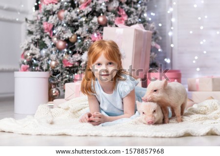 Cute mini pigs close to attractive red hair girl dressed in blue dress. Christmas background.