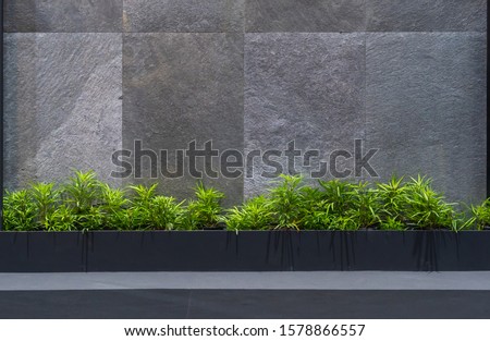 Natural green tree plant with the granite gray wall interior decoration contemporary