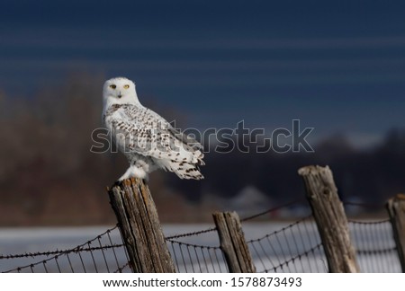 Snowy owl (Bubo scandiacus) perched on a wooden post at sunset in winter in Ottawa, Canada