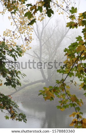 Regensburg city, Autumn fog in the park