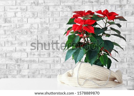 Christmas plant poinsettia on table near brick wall