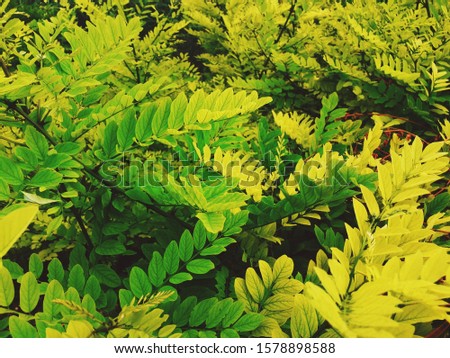 a beautiful green leaves outdoors