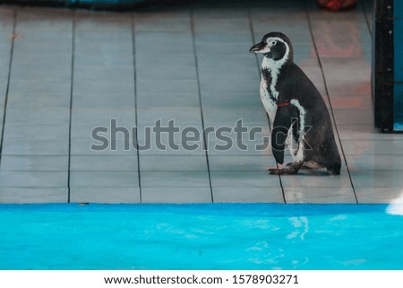 A penguin walking beside the pool in summer