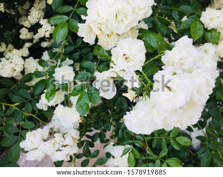 White roses in botanical garden