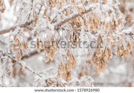 Yellow dry maple seeds on a tree in the snow winter landscape.