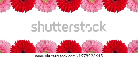 Red, orange and pink gerbera flowers border on white background isolated closeup, gerber flower seamless pattern, greeting card decorative frame, daisy floral ornament line, design element, copy space