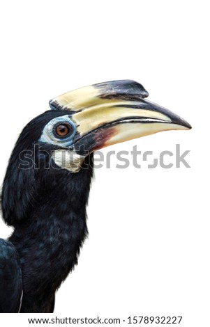 Oriental pied hornbill isolated on a white background