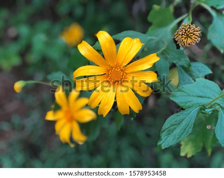 Close up sunflower,Mexican sunflower blooming bright yellow orange colour in blur flowers and leaves backgrounds