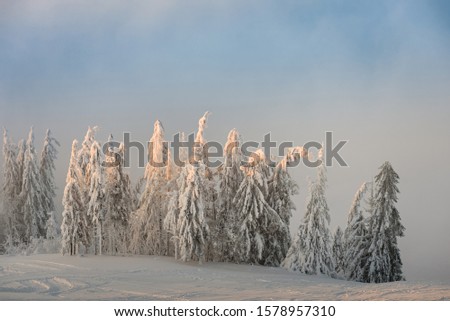 Winter snow covered fir trees on mountainside on blue sky with sun shine background