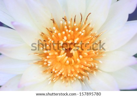Macro Picture of Lotus Petals