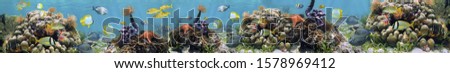 fish in an aquarium, panorama of water