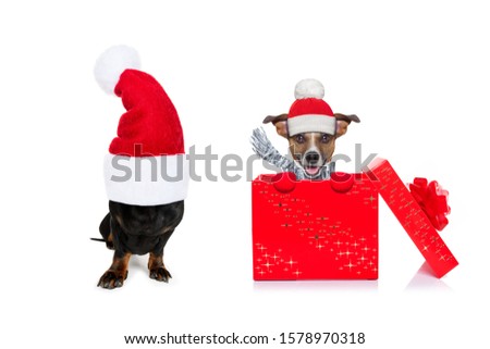 christmas santa claus dachshund sausage dog as a holiday season surprise out of a gift or present box  with red hat , isolated on white