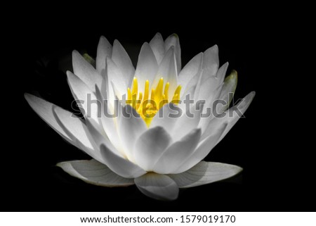 Water Lily with dark background, taken in Gloucester