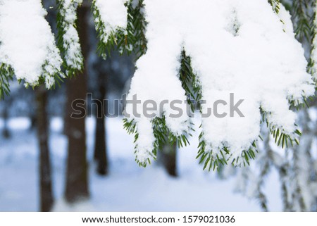 Nature, winter, Christmas concept - beautiful winter landscape with snow-covered branches and trees. Close up photo of pine needles. Snowy branches and tree trunks in the forest.  Winter background.