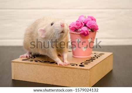 White rat sits on a beautiful openwork wooden stand with a bucket of pink rose flowers, on black and white wooden background. Picture for a greeting card.