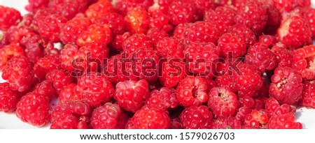 Raspberries panorama photo, Raspberry Isolated on White Background 