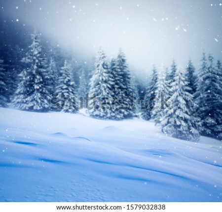 snowy fir trees Christmas background