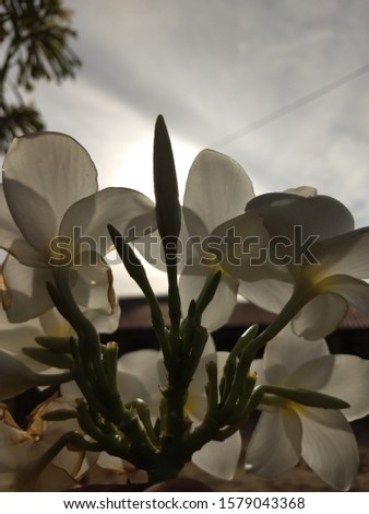 It is a picture of flowers on a sunny morning.