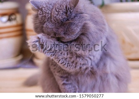 gray fluffy purebred British cat sits in a room on the floor against the background of domestic flowers and washes
