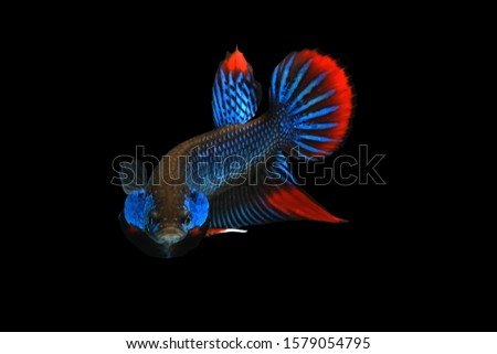 Wild betta fish, Siamese fighting fish, Pla-kad (Biting fish) isolated on black background. File contains a clipping path.