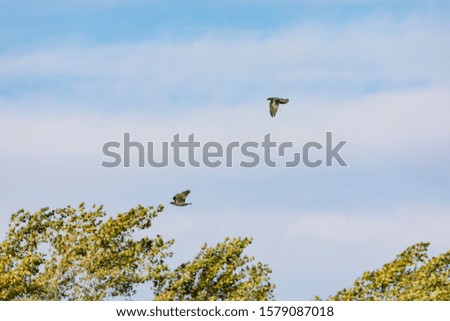 Flying birds and migration, Auvergne, France.
