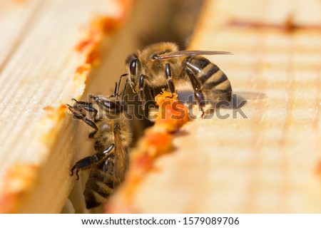 bees work on laying propolis in a hive. honey bees work in the hive. Close up view of the opened hive body showing the frames. the bees are smeared with propolis in the hive. bees work with propolis. Royalty-Free Stock Photo #1579089706