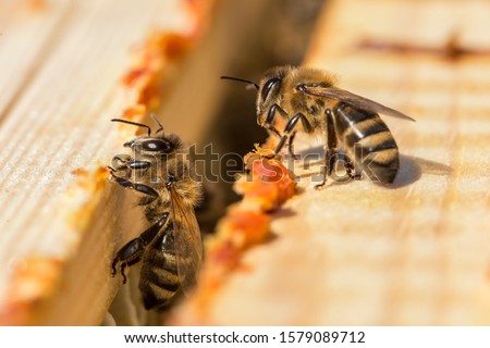 bees work on laying propolis in a hive. honey bees work in the hive. Close up view of the opened hive body showing the frames. the bees are smeared with propolis in the hive. bees work with propolis. Royalty-Free Stock Photo #1579089712