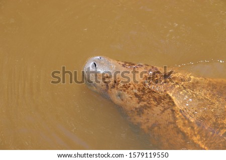 A Brazilian Manatee submerging in the water of a river in a protected area in Alagoas State, Brazil