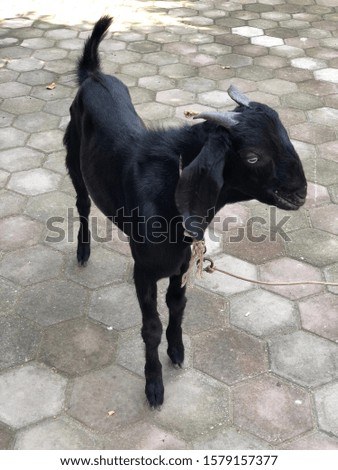 Black shiny hairy beautiful goat 