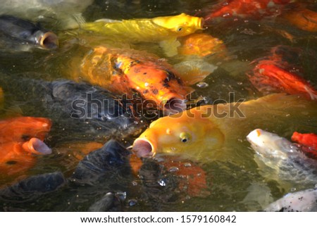 carp feeding in a local pond