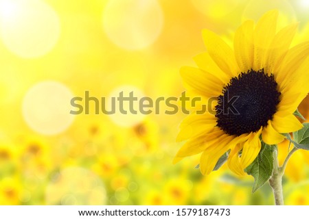 background sunflower with bokeh and back light