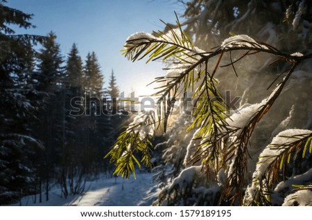 Winter minimalistic beautiful landscape. Snowy space and bright sun. Green Christmas trees on a cold morning in the forest. Winter concept, frosty weather, below zero.