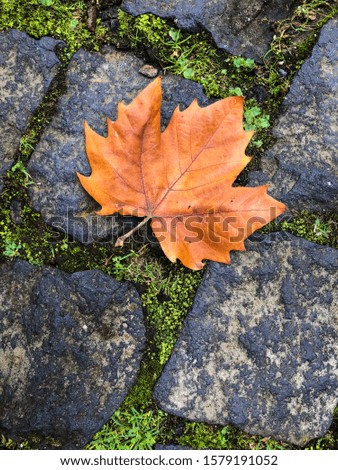An orange leaf fell onto an old black cobblestone sidewalk that has moss filled cracks. Signs of autumn.