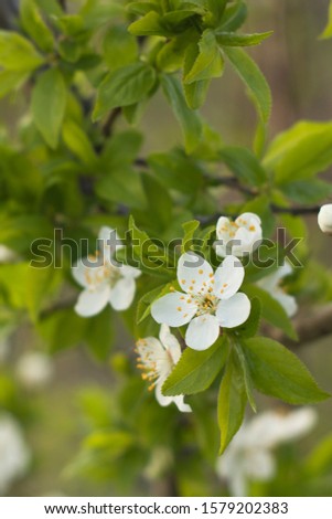 Abstract spring seasonal background with white flowers, natural floral image