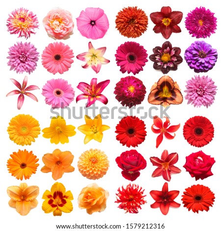 Big collection of various head flowers purple, orange, pink and red isolated on white background. Perfectly retouched, full depth of field on the photo. Top view, flat lay