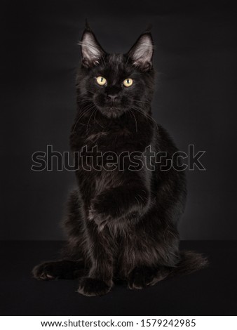 Black Maine Coon Cat with a black background, sitting and staring direct into the camera with big eyes and one paw into the air