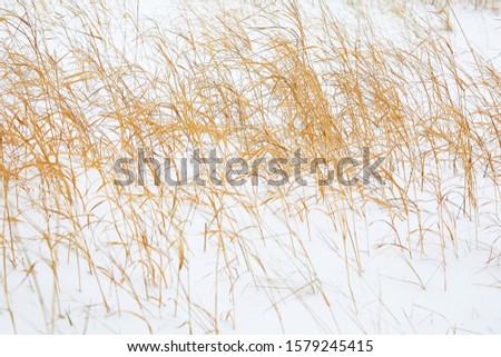 Yellow dried-up reed on white snow fluctuates from wind. Winter motive