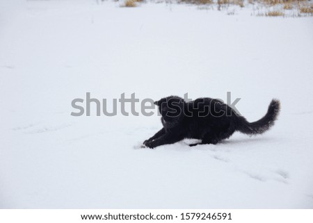 black cat and first snow
