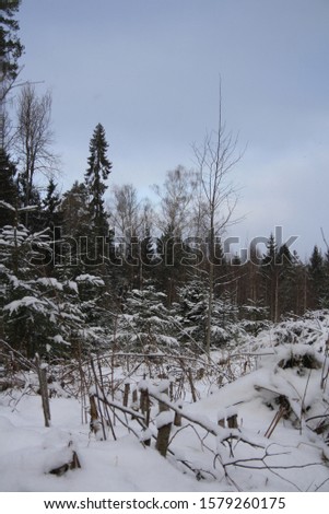 Winter forest on new years eve